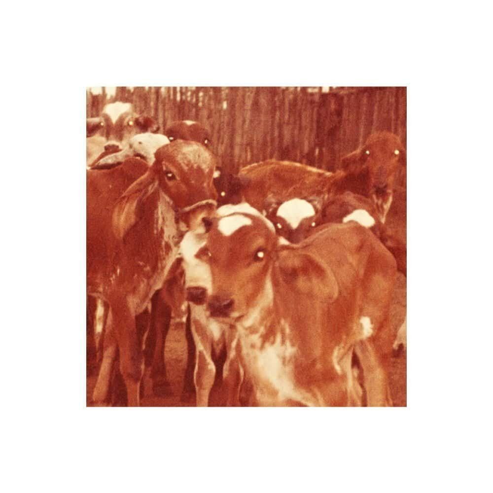 #1: Diário de Leitura – Gótico Nordestino