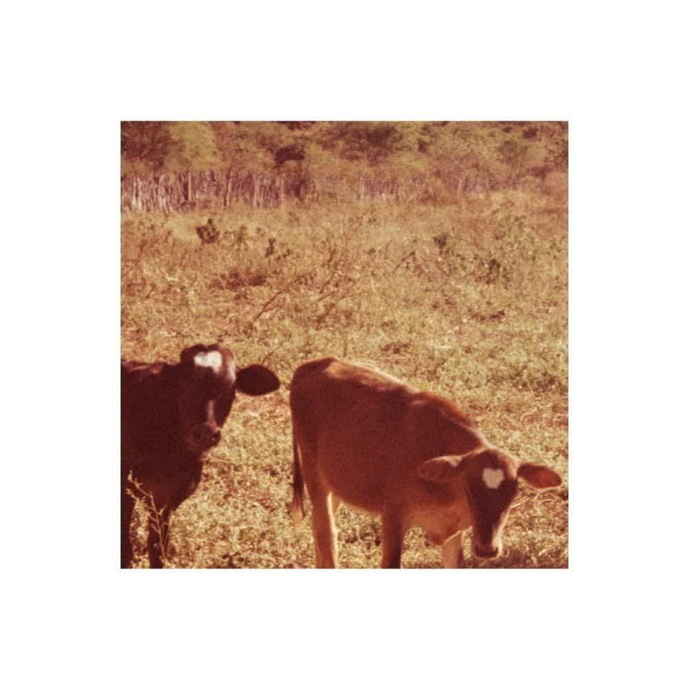 O éden arranha céus