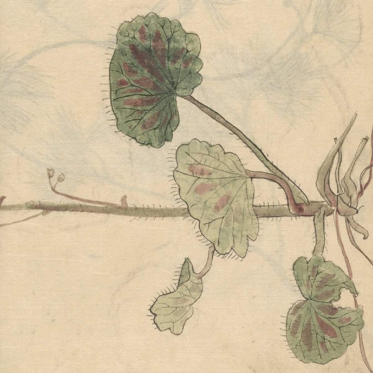 Por que pensar na literatura produzida por mulheres como um imenso rizoma?