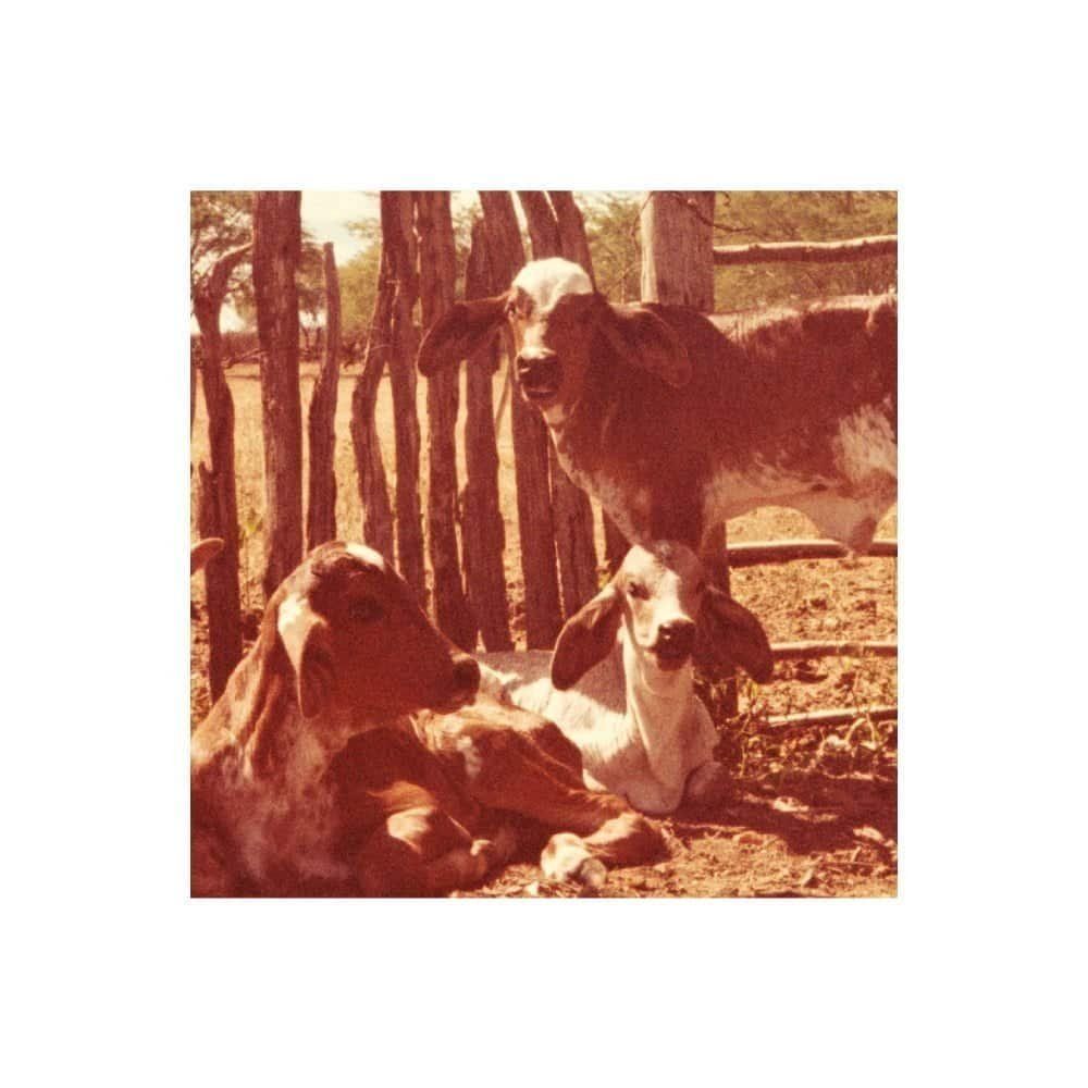 Guitarra, Gitano e Galo