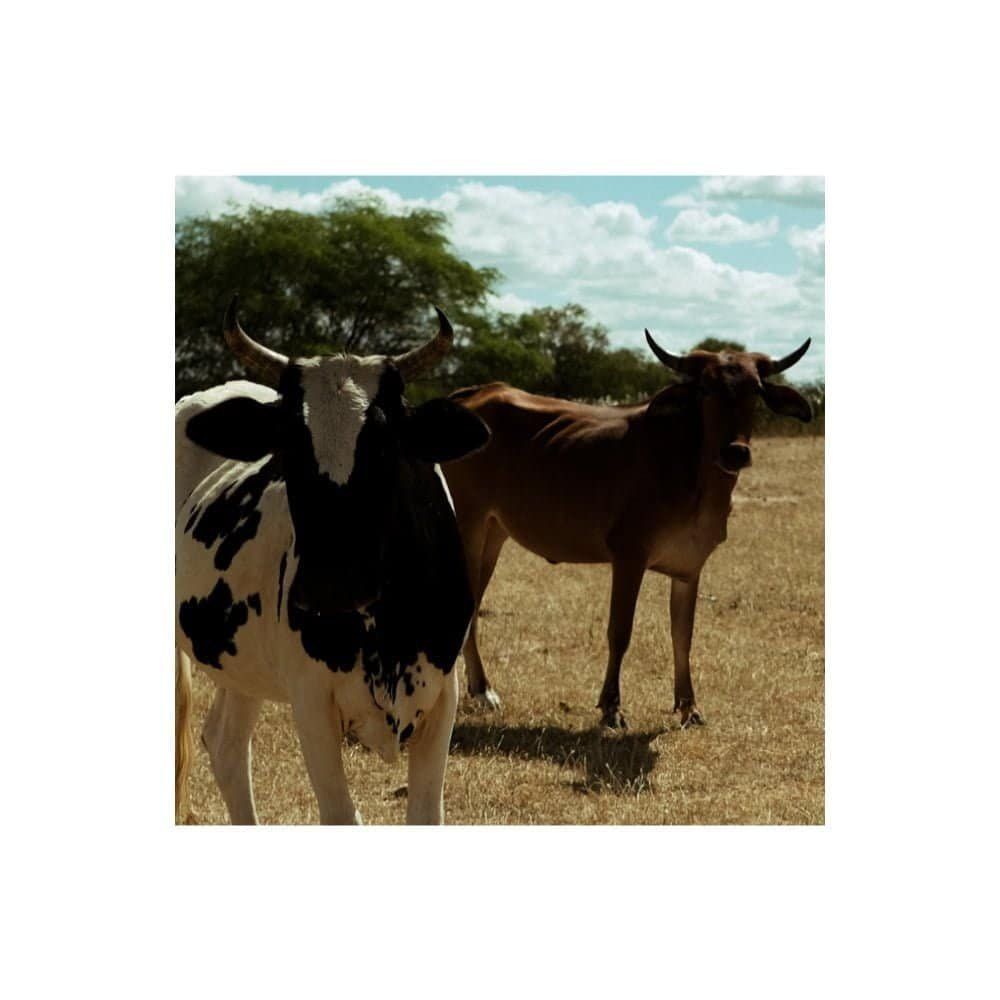 Elas portavam grandes arpões