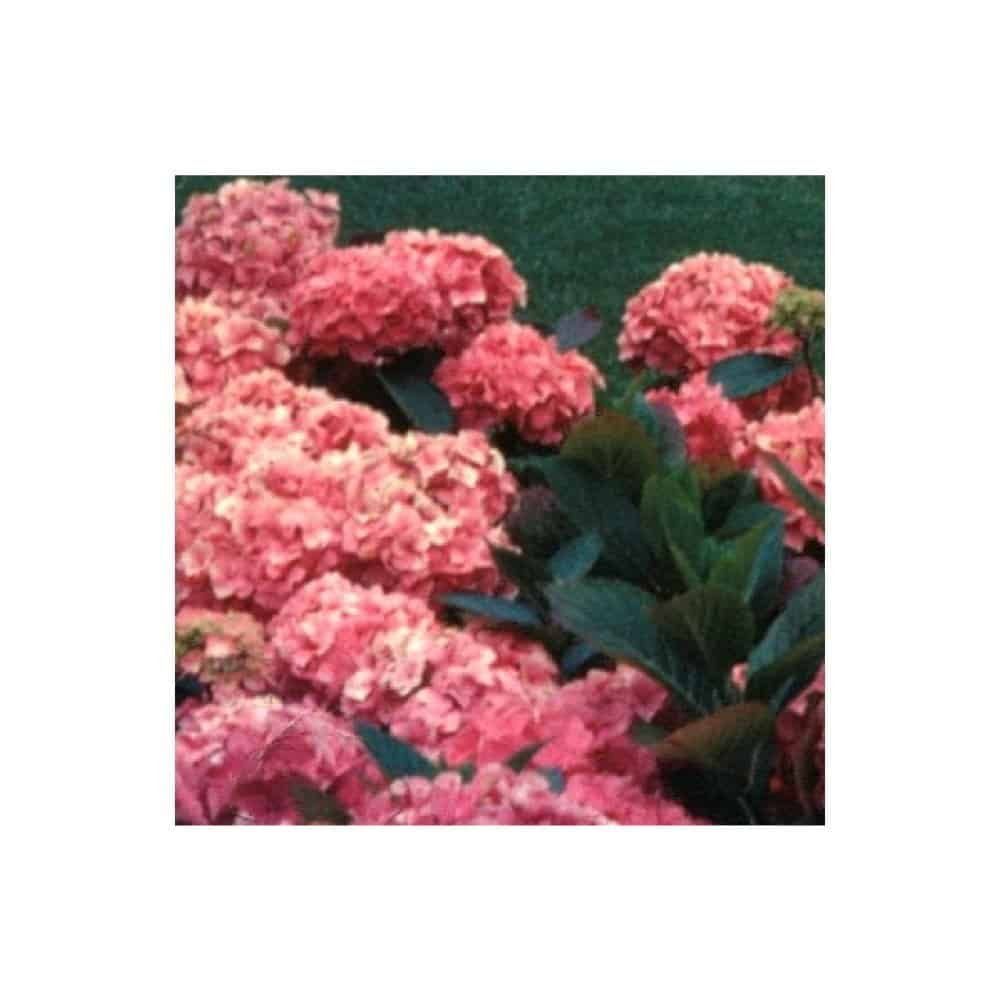 O fato estético de Borges em “Beleza Americana”