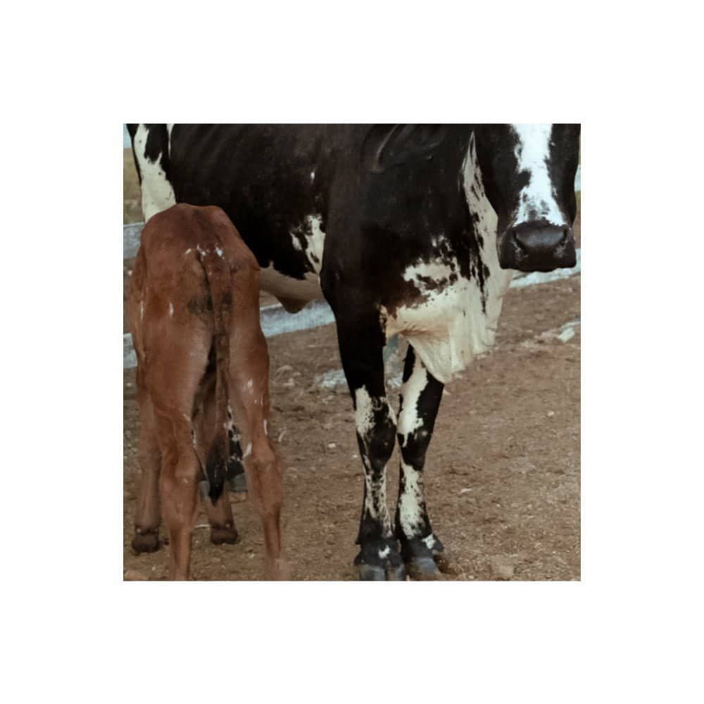 Imitação da crônica