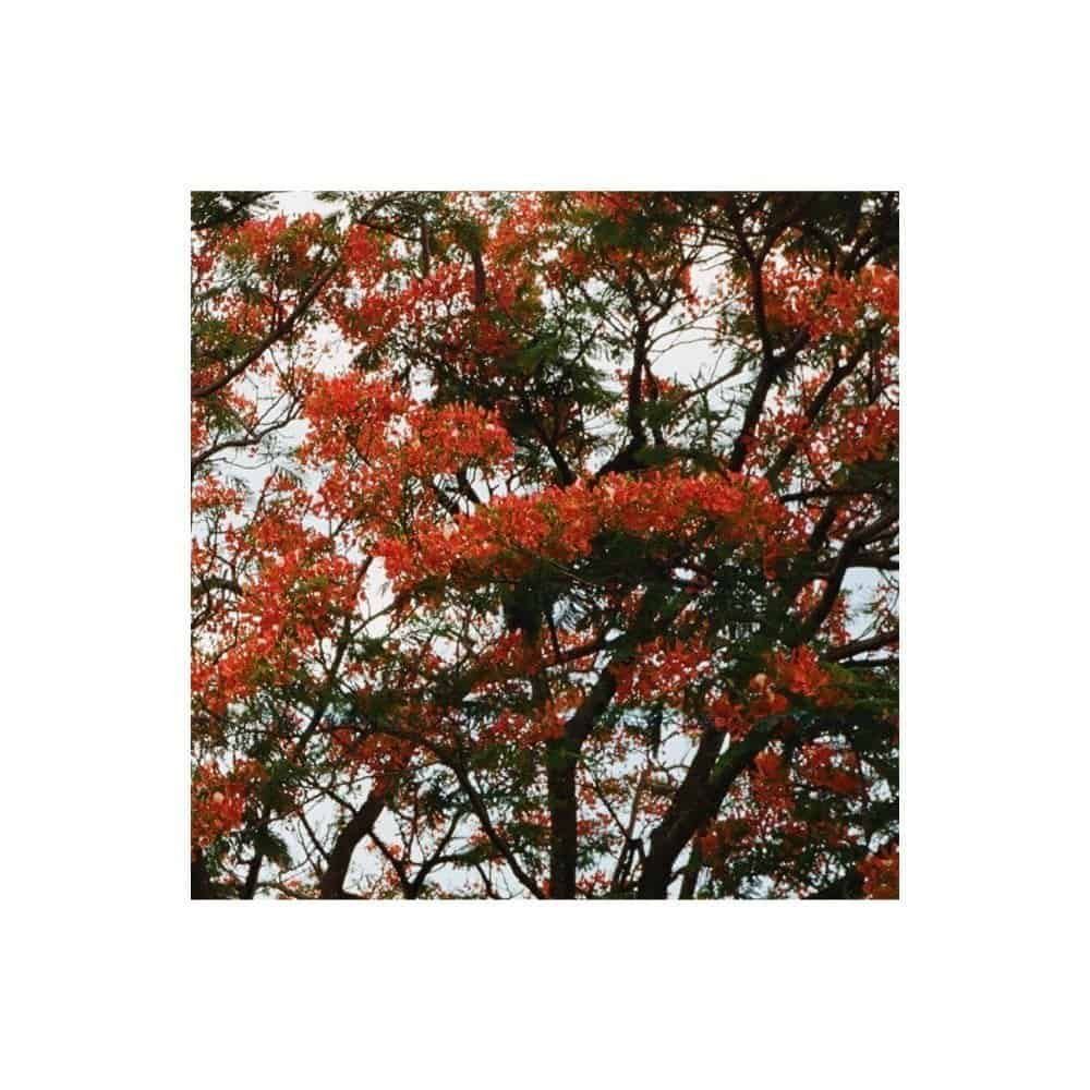 O nascimento de Vênus