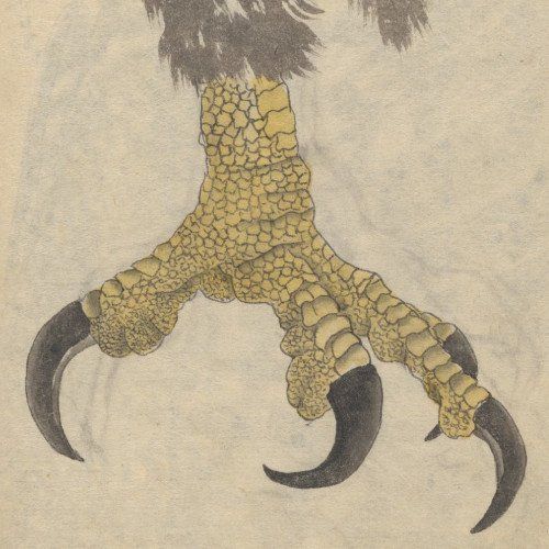 A Barca do Petrarca (ou orgia na nau)