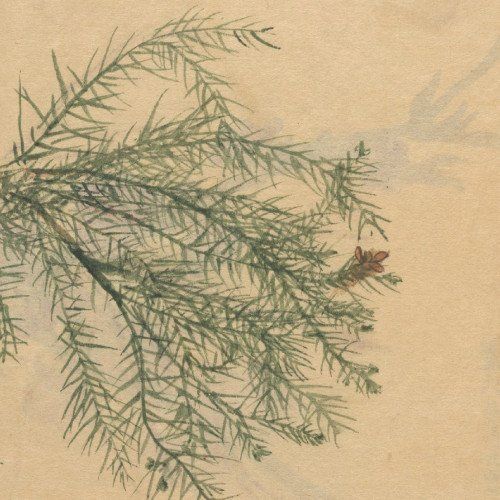 Aproximações de Cássia