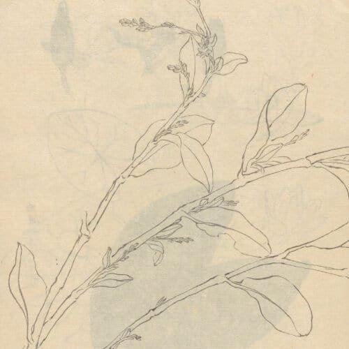 Recomeços e raízes