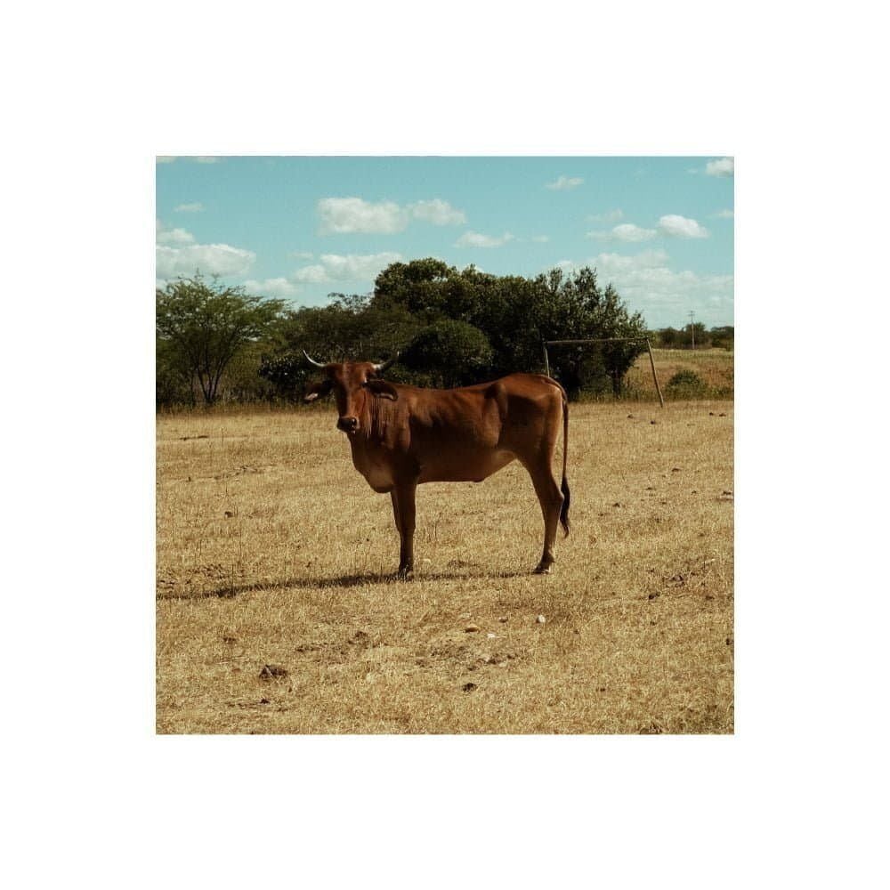 Nenhuma ou dez mil-línguas