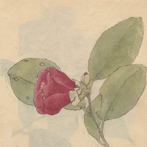 Calendários de Eros