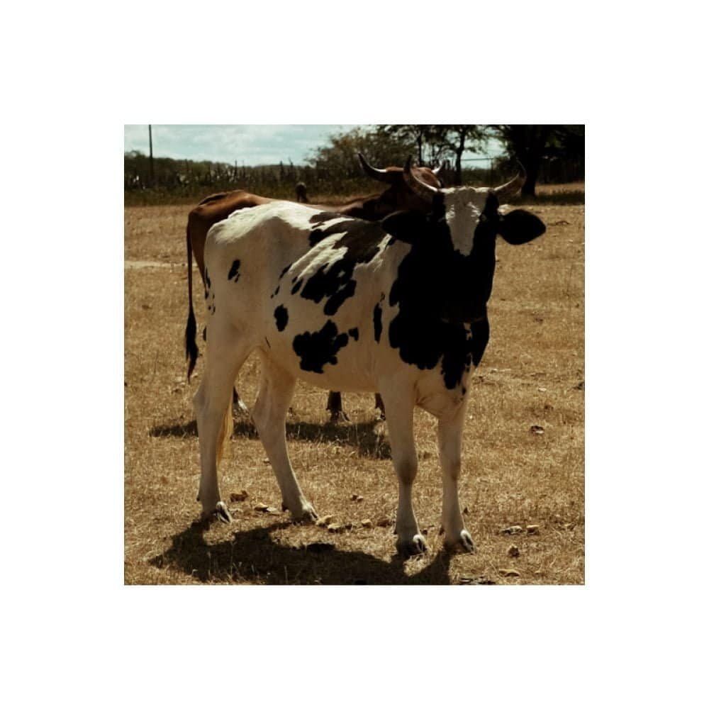 O que vemos, o que nos olha