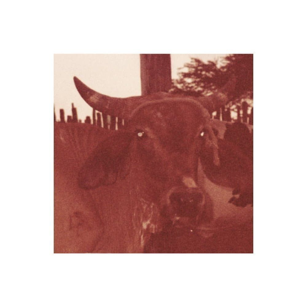 Paulina Chiziane ulula triunfos no miradouro do mundo