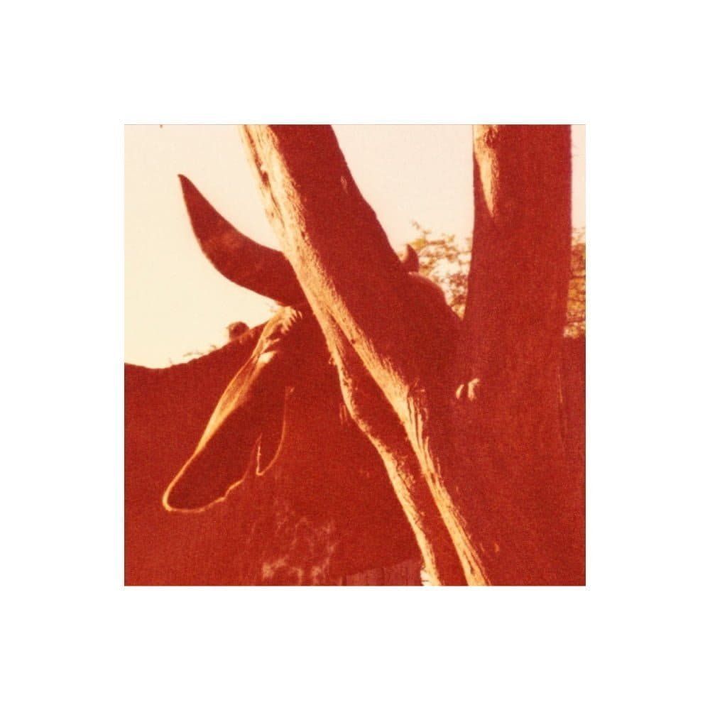 “Nós, as esquecidas” – a irmandade travesti em Camila Sosa Villada