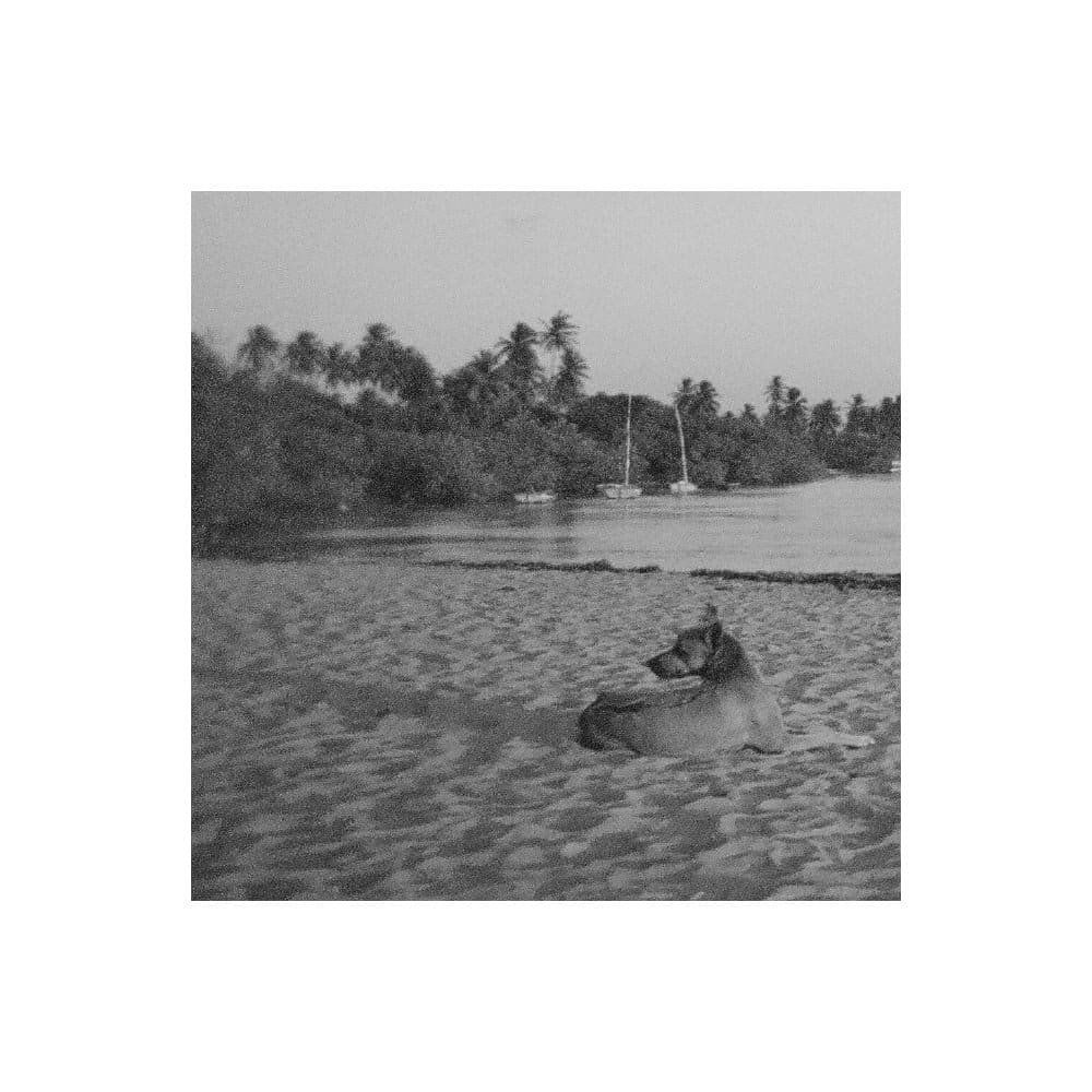 cadela de três patas