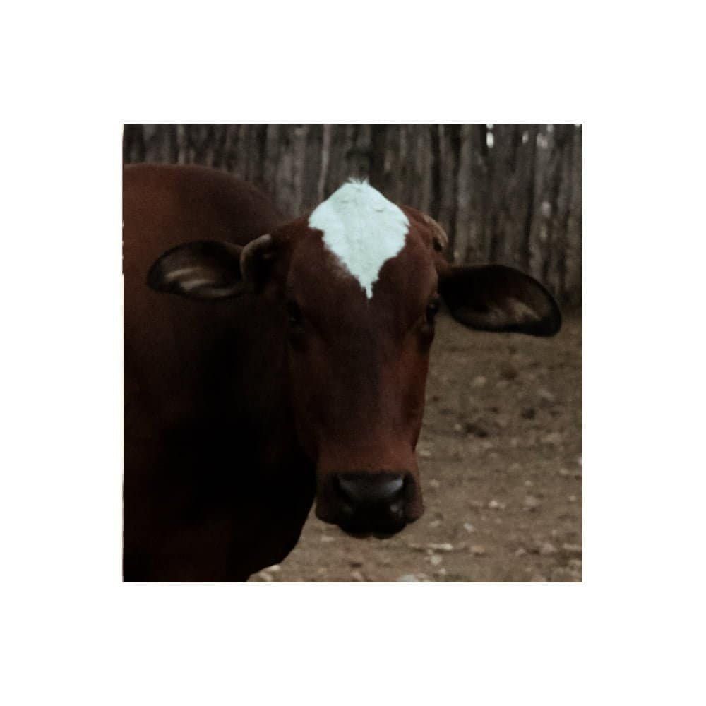 Para todos os amores do mundo