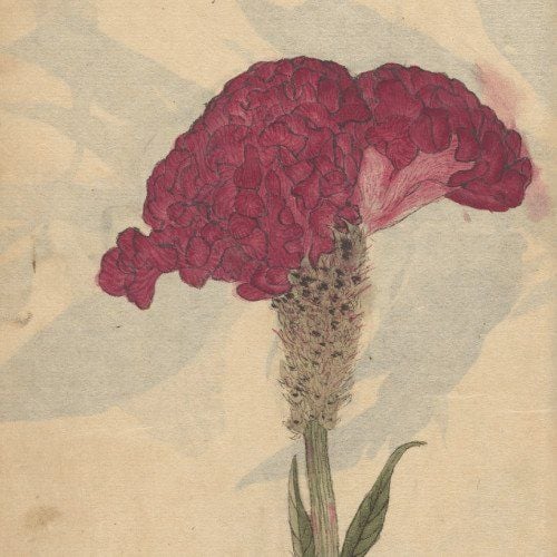 lisandro quer ser italiano