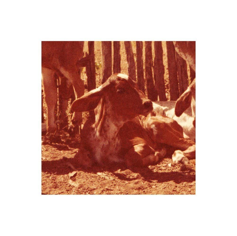 Eis os delírios do mundo conectado: quando Herzog encontra a internet