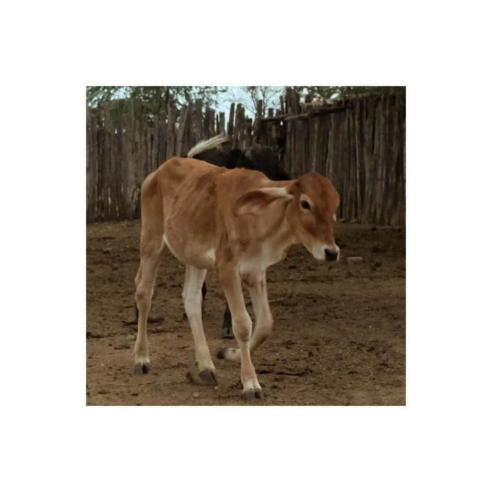 Quando as árvores morrem