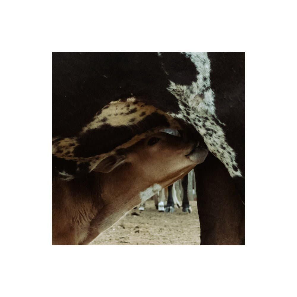 Se eu não tentasse extrair da sua pele