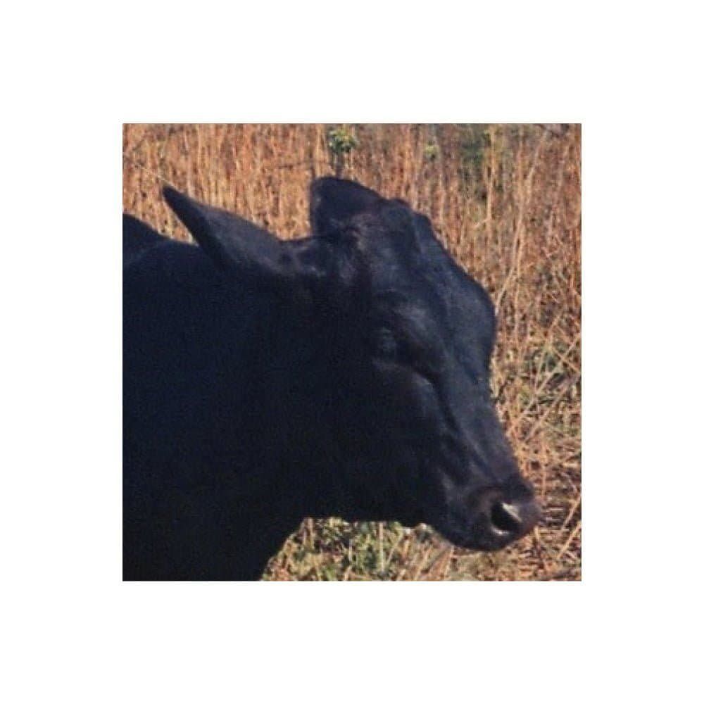 Jornalismo suicidário: veicular textos racistas em busca de audiência