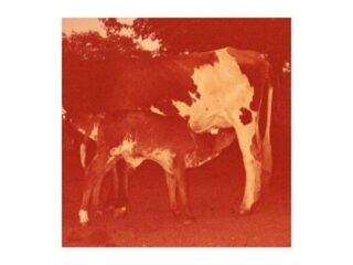 foto de luísa machado para considerações de luiz afonso moreda sobre kelly reichardt e seu first cow