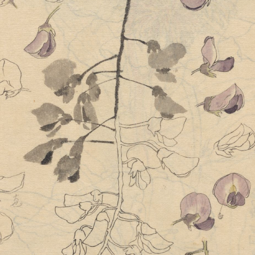 Desenho de Ariyoshi Kondo para ilustrar os poemas de Flora Nakazone.