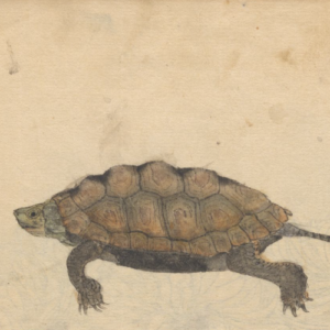 Ilustrando os poemas de Cecília Lara, o desenho de uma tartaruga feito pelo artista Ariyoshi Kondo