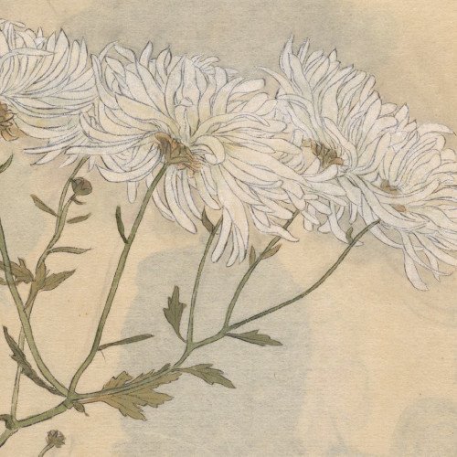 Desenho de Ariyoshi Kondo para ilustrar o conto de Paula Campos. A ilustração mostra três flores brancas com muitas pétalas crescendo em ramos próximos.