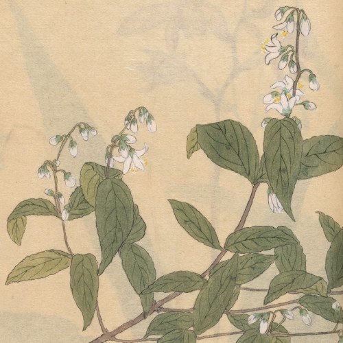 Desenho de Ariyoshi Kondo que mostra um ramo com folhas verdes e flores brancas caídas.