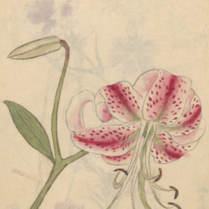 Ilustração de Ariyoshi Kondo para ilustrar o poema de Nadja Rodrigues. O desenho mostra uma flor de pétalas brancas com pinceladas cor-de-rosa