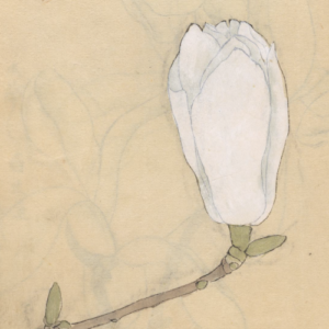 Para ilustrar os poemas de Monique Bonomini, uma ilustração de Ariyoshi Kondo que retrata uma flor branca em botão.