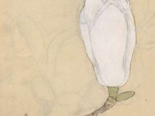 Para ilustrar os poemas de Monique Bonomini, uma ilustração de Ariyoshi Kondo que retrata uma flor branca em botão.