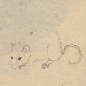 Ilustração de um rato feita por Ariyoshi Kondo para ilustrar os 5 poemas de Bianca Monteiro Garcia