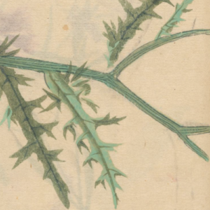 Ilustrando o conto de Raquel Mansur de Godoy, um desenho de Ariyoshi Kondo que mostra galhos de uma planta espinhenta