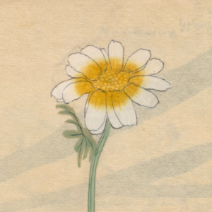 Desenho de Ariyoshi Kondo ilustra a crônica de Yvonne Miller. O desenho mostra uma flor amarelada no centro com as pétalas brancas abertas; ao redor há um espaço em branco da folha do caderno.
