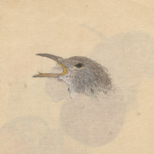 Desenho de Ariyoshi Kondo retratando a cabeça de um pássaro de bico aberto para ilustrar o poema de Paloma Palacio