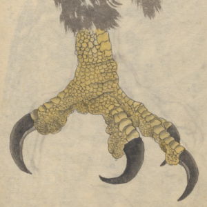 Para ilustrar os poemas de Phelipe Fernandes, um desenho de Ariyoshi Kondo mostra uma pata de ave amarela com garras grandes e afiadas bem de perto.
