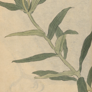 Desenho de Ariyoshi Kondo para ilustrar os poemas de juliana C. alvernaz. A ilustração mostra um longo caule verde com folhas de diferentes tamanhos