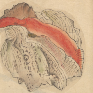 Desenho de Ariyoshi Kondo, uma concha entreaberta, uma cor avermelhada preenche o meio.