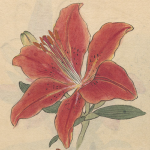 Desenho de Ariyoshi Kondo para ilustrar os poemas de Bruno Madeira. A ilustração é de um lírio vermelho com as pétalas bem abertas