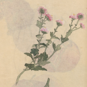 Desenho de Ariyoshi Kondo para ilustrar os poemas de Ana Cláudia Romano Ribeiro. Na imagem, um ramo de flores rosas com bastante folhas