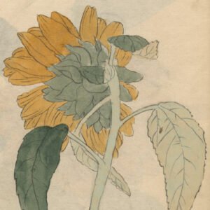 Desenho de Ariyoshi Kondo de um girassol amarelo visto por trás da direção da flor.