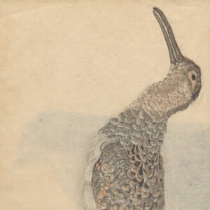 Desenho de Ariyoshi Kondo que retrata a cabeça e uma parte do corpo de um pássaro com o bico longo para ilustrar os poemas de Casé Lontra Marques.