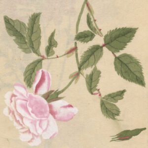 Desenho de Ariyoshi Kondo de uma rosa de cor rosa clara, de ponta cabeça, e com talos repletos de folhas verdes.